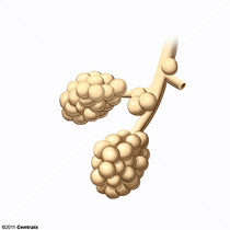 Alvolos Pulmonares