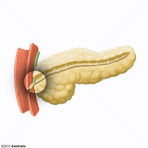 Ampola hepatopancretica