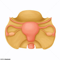 Anexos Uterinos