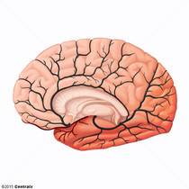 Artria Cerebral Mdia