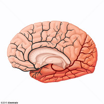 Artria cerebral posterior
