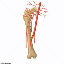 Artria Femoral