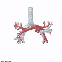 Artria Pulmonar