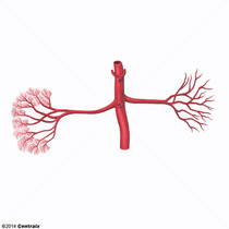 Artria Renal