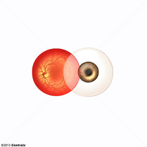 Artria Retiniana