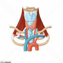 Artria Subclvia