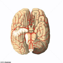 Artrias Cerebrais