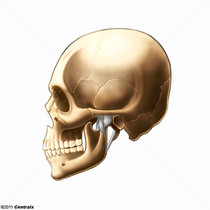 Articulao temporomandibular