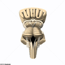 Medula oblonga