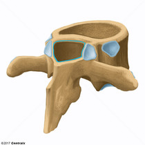 Canal Vertebral