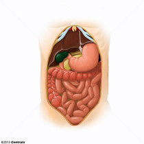 Cavidade Abdominal