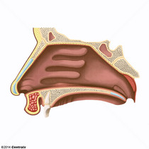 Cavidade Nasal