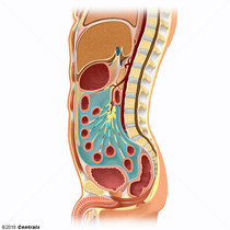 Cavidade Peritoneal