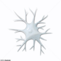 Clulas Dendrticas