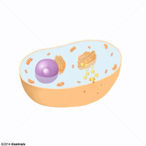 Clulas pancreticas beta