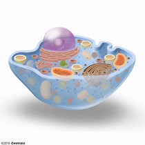 Citoplasma