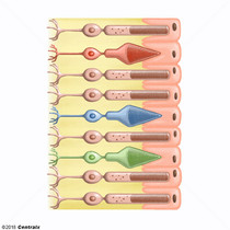 Cones fotorreceptores