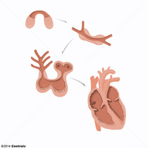 Corao Fetal