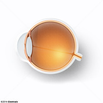 Corpo Ciliar