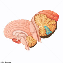 Crtex Cerebelar