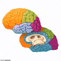 Crtex Cerebral
