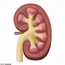 Crtex renal