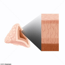 Crtex Supra-Renal