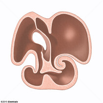 Coxins Endocrdicos