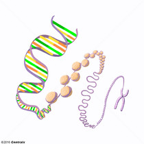 Cromatina