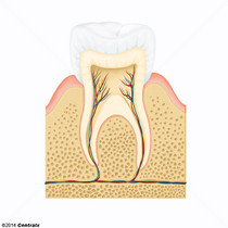 Dente