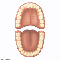 Dentio Permanente