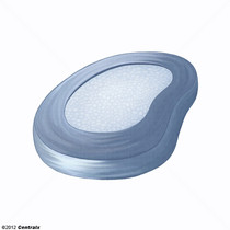 Disco Intervertebral