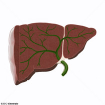 Ductos Biliares Intra-Hepticos