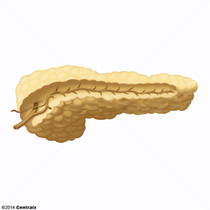 Ductos Pancreticos