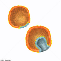 Ectoderma