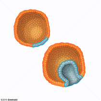 Endoderma