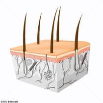 Epiderme