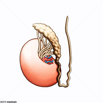 Epididimo