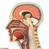 Epiglote