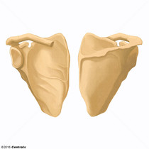Escpula