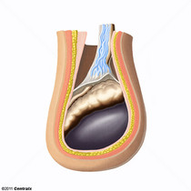 Escroto