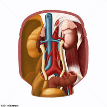 Espao Retroperitoneal