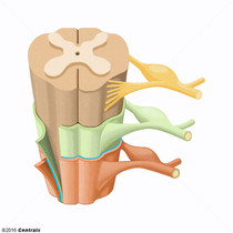Espao Subdural