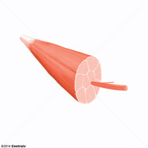 Fibras musculares