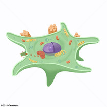 Fibroblastos