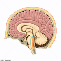Formao Reticular