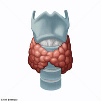 Tireoide