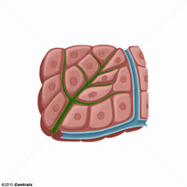 Hepatcitos
