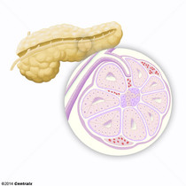 Ilhotas Pancreticas