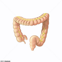 Intestino Grosso